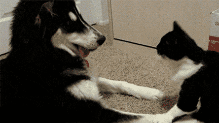 為什麼馬路上被軋死的狗比貓少?真相有5個 為什麼馬路上被軋死的狗比貓少?真相有5個