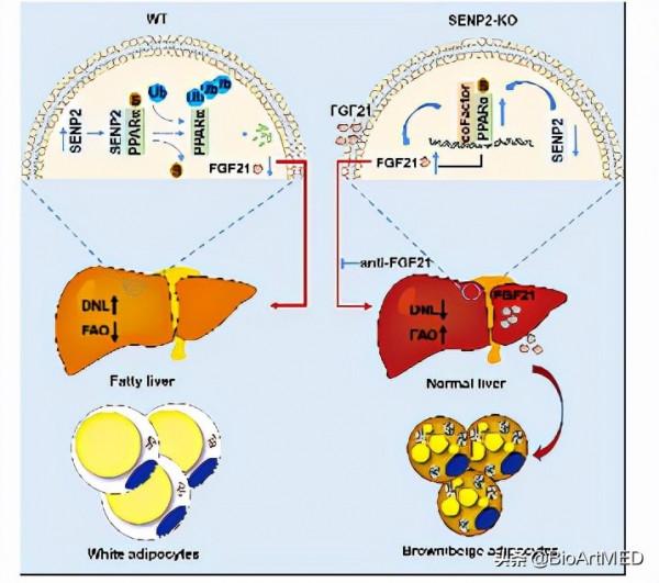 湯其群教授課題組揭示SENP2蛋白調控機體代謝穩態的分子機制