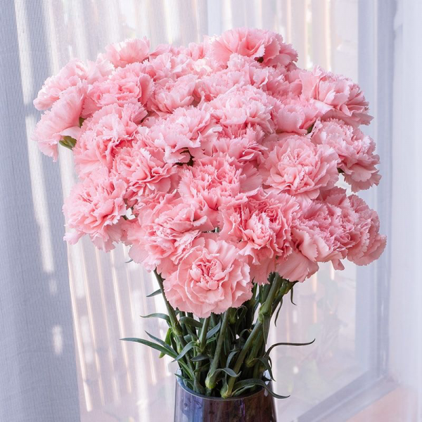 女人最愛的7種花，個個優雅美麗，令人愛不釋手