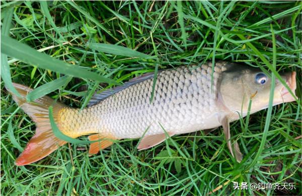 重慶垂釣規範出臺，多種魚不能再釣！網友：釣魚前請帶好尺子和秤