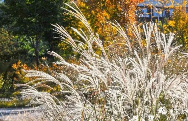 【FENG景】創森動態 | 蓮花池公園多彩的秋天