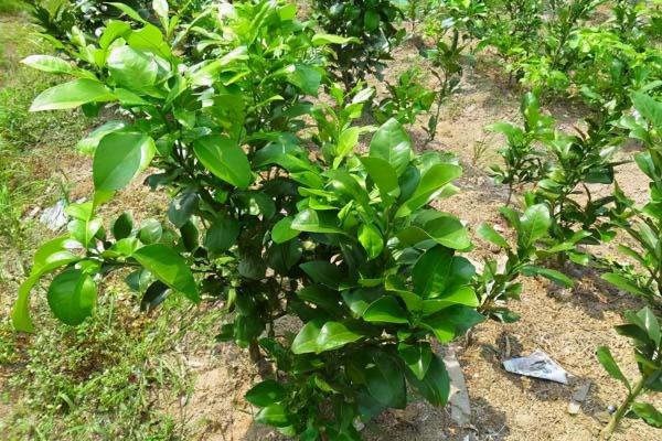 多年行情低迷,新品種不斷出現,農民疲於應付,難賺了 多年行情低迷,新品種不斷出現,農民疲於應付,難賺了