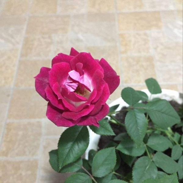 在家中養殖月季花,如何做到月月開花?很簡單 在家中養殖月季花,如何做到月月開花?很簡單