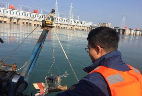 白暨豚滅絕了嗎?長江禁漁十年,江豚數量變多卻沒發現中華鱘產卵 白暨豚滅絕了嗎?長江禁漁十年,江豚數量變多卻沒發現中華鱘產卵