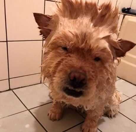 養鬆獅犬,勸你不要做這些蠢事 養鬆獅犬,勸你不要做這些蠢事