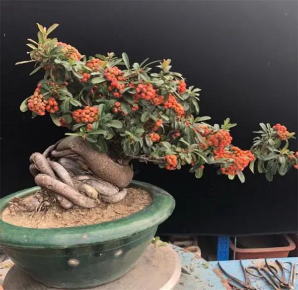 去年山上挖根“黑木樁”，養個1年時間改頭換面，成吉祥果樹盆景