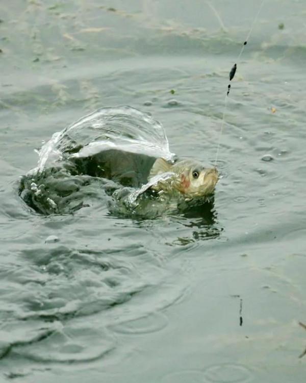 早中晚秋釣魚好時辰大總結,或許明天就能爆護 早中晚秋釣魚好時辰大總結,或許明天就能爆護