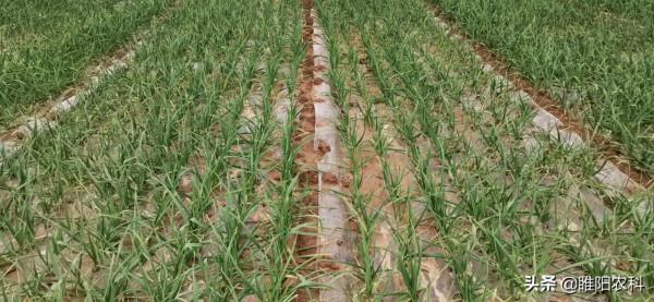 大蒜蒜瓣大小差異很大,播種前這樣處理,才能使大蒜出苗整齊 大蒜蒜瓣大小差異很大,播種前這樣處理,才能使大蒜出苗整齊