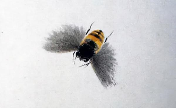 齊白石筆下的飛蟲,精細之極 齊白石筆下的飛蟲,精細之極