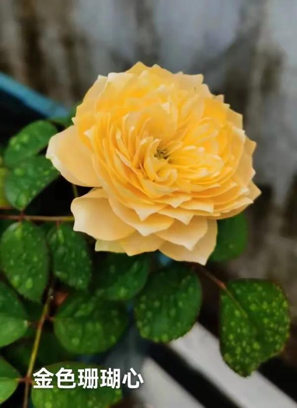 想知道月季群仙在廣東的表現?(三)看過來~看過來 想知道月季群仙在廣東的表現?(三)看過來~看過來