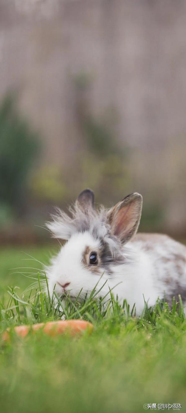 軟糯可愛的小兔兔，毛絨絨治癒力超強