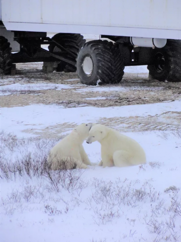 探秘丘吉爾小鎮，邂逅可愛的北極熊