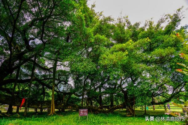 雲南適合養老的邊陲小城,冬夏不用開空調,節奏慢,水果便宜 雲南適合養老的邊陲小城,冬夏不用開空調,節奏慢,水果便宜