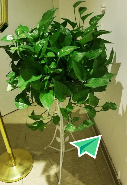 家裡光照少,可以養12種“陰性花”,“半陰地”更利於生長 家裡光照少,可以養12種“陰性花”,“半陰地”更利於生長