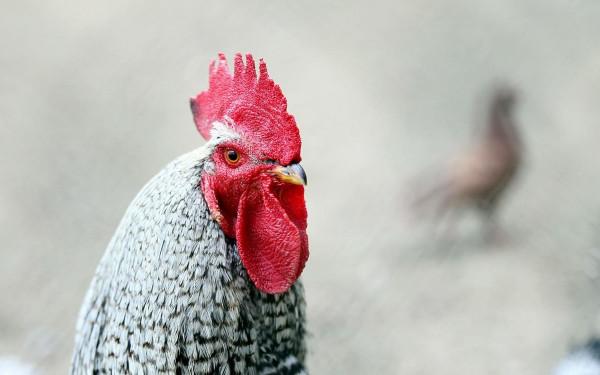 雞頭的超強防抖能力，到底有多逆天？人類科技有它穩嗎？