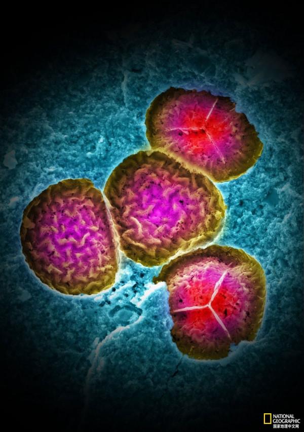 新發現的史前雨林化石令人驚歎