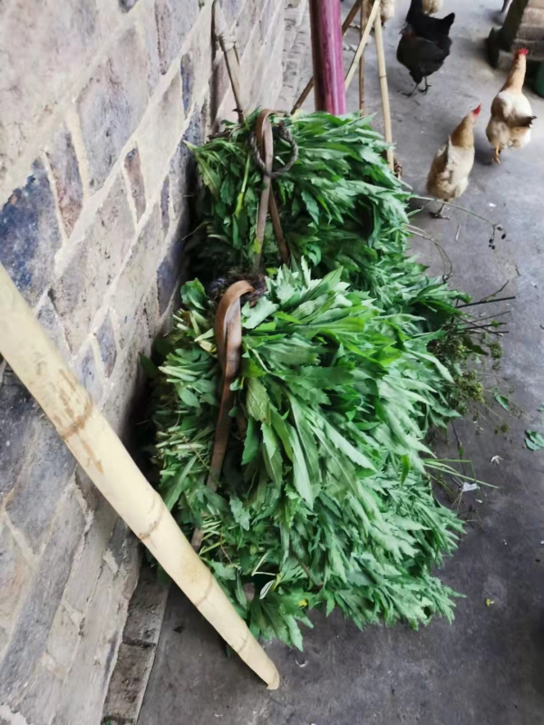 湖南農村,請殺豬匠殺一頭年豬收200元,再加一副小腸貴嗎? 湖南農村,請殺豬匠殺一頭年豬收200元,再加一副小腸貴嗎?