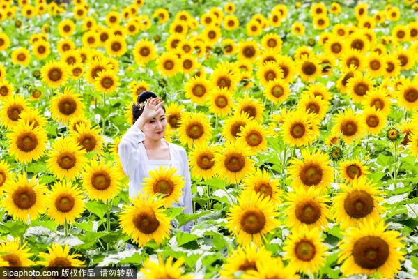 京城賞秋花，這幾處景點必須知道
