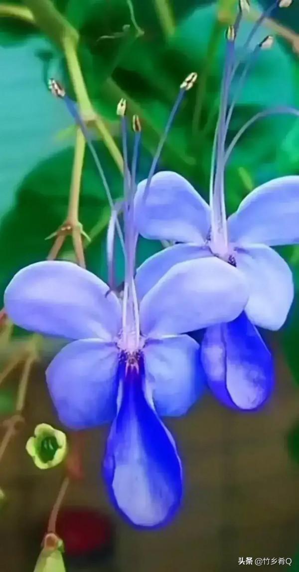 奇形怪狀的漂亮蘭花