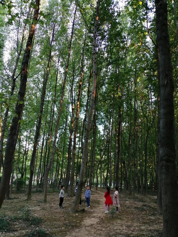 青菜寶寶為什麼不會招蟲？