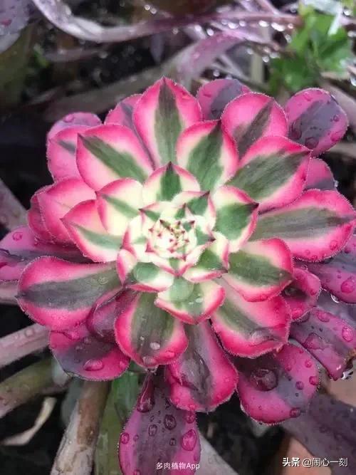 分享——不一樣的多肉