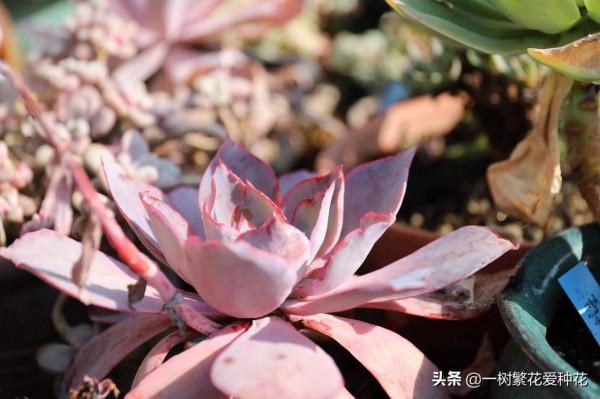 多肉常見問題：化水、黑腐、病蟲害，大家發圖，我來診斷和治療