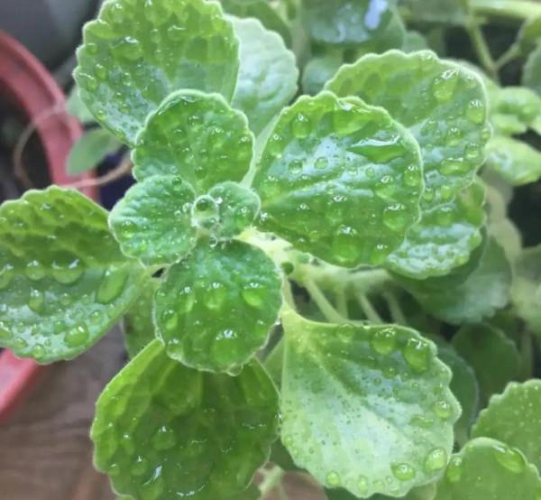 10種花，冬天別噴水，越噴越爛葉，變成光桿特醜