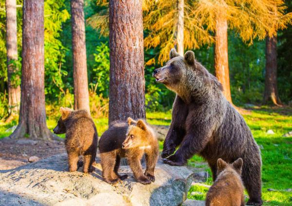 臥的什麼薪?嘗的什麼膽? 臥的什麼薪?嘗的什麼膽?