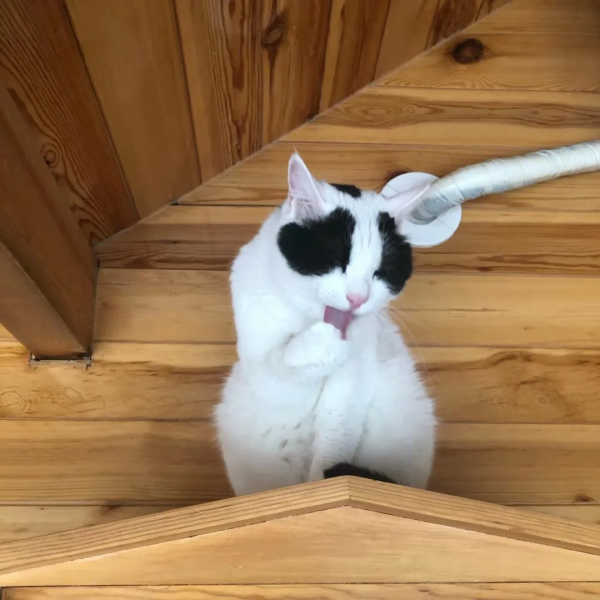 大阿寶：“斜槓青年”歡樂多