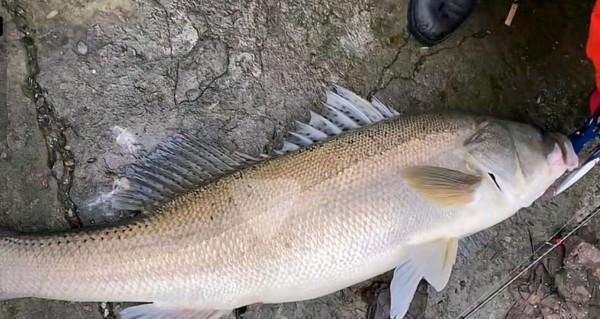 浙江女釣友,海邊釣起一米多長大鱸魚,網友調侃“魚比人漂亮” 浙江女釣友,海邊釣起一米多長大鱸魚,網友調侃“魚比人漂亮”