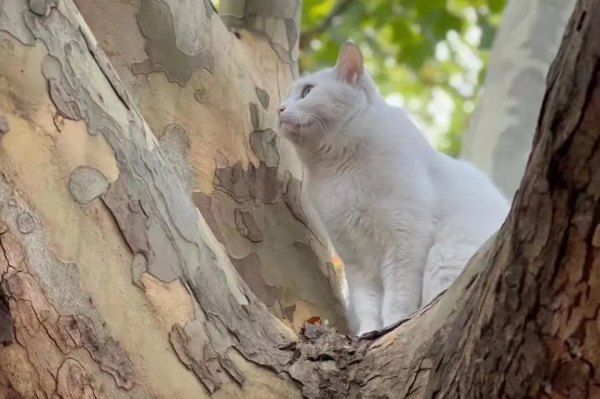 小嶽嶽：你知道我為了紅有多努力嗎？
