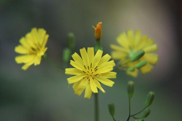重陽古詩亂搭配