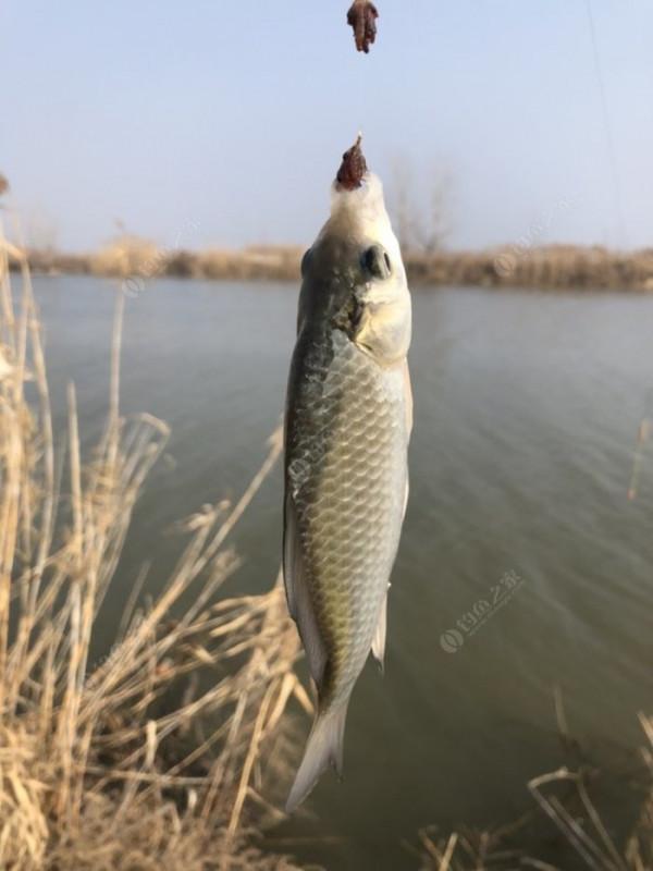 2022垂釣日誌之1，成子湖支流這河魚怎麼這麼瘋