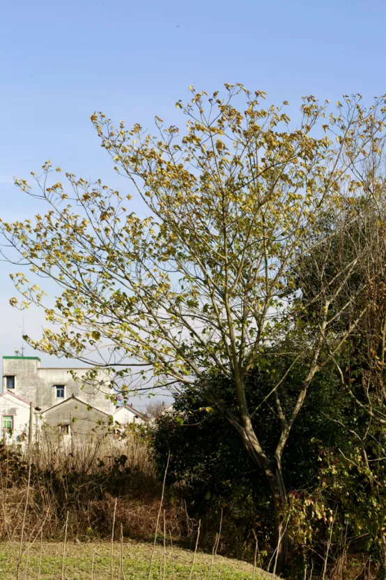 聯莊村：一個＂整＂出來的野趣盎然江南水鄉