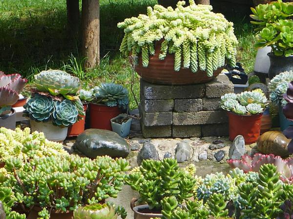 這10款多肉耐陰能力強，在室內陽臺上照樣長得漂亮，養起來真省心