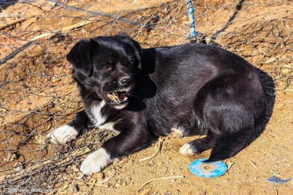 怪不得養“黑狗”的人這麼少,原來是因為這些 怪不得養“黑狗”的人這麼少,原來是因為這些