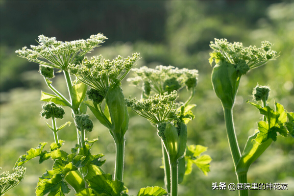 庭院裡不常見但非志怪的藤蔓植物