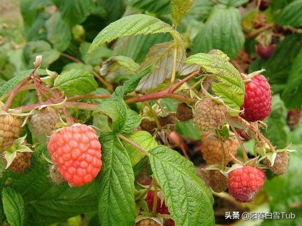 5種農村常見的野果,你還記得幾種呢?一起來認識下,滿滿的回憶 5種農村常見的野果,你還記得幾種呢?一起來認識下,滿滿的回憶