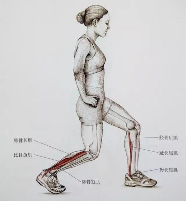 【全民健身】小腿又粗又硬？這套小腿拉伸法請收好！