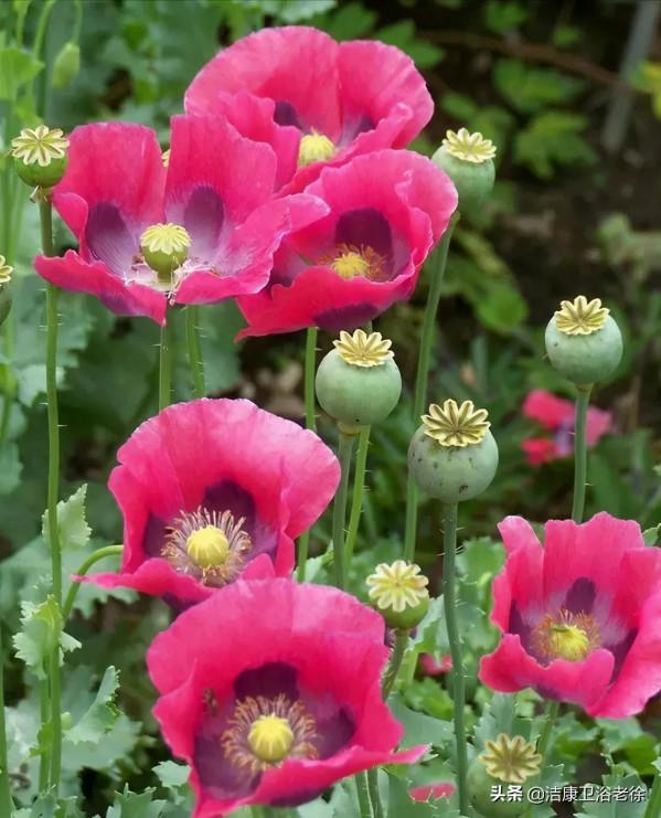 請欣賞美麗的奇美花草