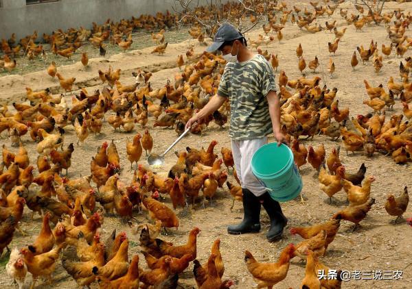 老鼠一夜咬死85只小雞，雞場老闆用這三招，老鼠永遠不再來，厲害