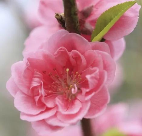 簡簡單單來認識植物之迷人的花朵 簡簡單單來認識植物之迷人的花朵