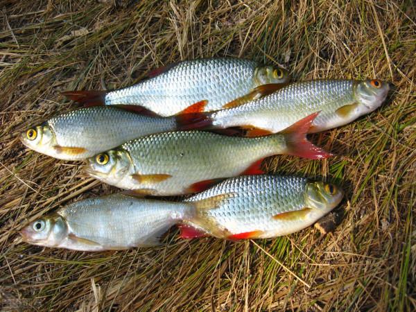 不管炸什麼魚,調麵糊時多放2樣,魚炸好又酥又香,涼了也好吃 不管炸什麼魚,調麵糊時多放2樣,魚炸好又酥又香,涼了也好吃