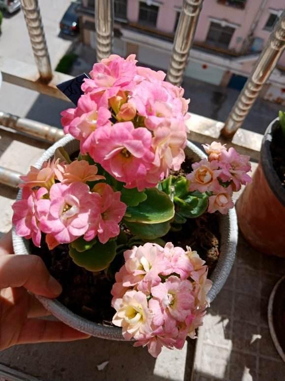 “臥室";養花別隨便,要養就養“健康花”,建議養這3種 “臥室";養花別隨便,要養就養“健康花”,建議養這3種