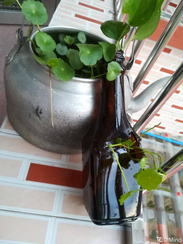 不走尋常路!水壺變盆栽,只需這3步,小巧精緻花樣多 不走尋常路!水壺變盆栽,只需這3步,小巧精緻花樣多