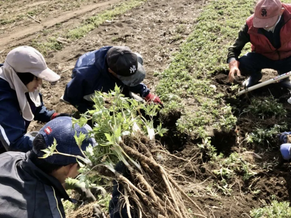中國女孩隱居日本鄉下4年，40萬買下小屋，開窗就能望見富士山