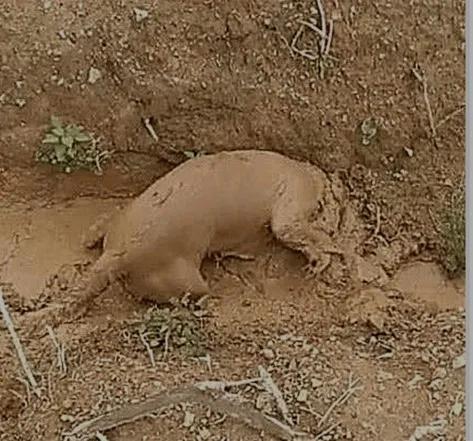 這隻動物掉到泥坑裡了,好可憐 這隻動物掉到泥坑裡了,好可憐