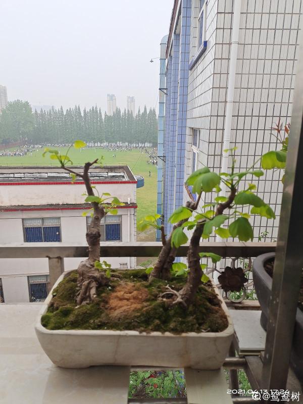 秋天銀杏成了“黃金樹”,顏值超高,為啥種的人很少 秋天銀杏成了“黃金樹”,顏值超高,為啥種的人很少