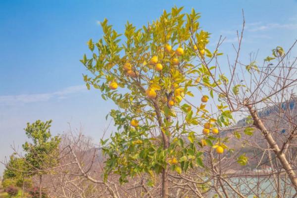 西瓜香瓜桃子枇杷獼猴桃，|| 是瓜果飄香的豔洲