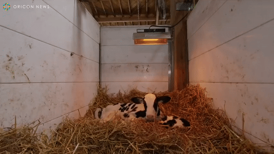 原來貓咪在動物界這麼不受歡迎,大家都不喜歡它 原來貓咪在動物界這麼不受歡迎,大家都不喜歡它